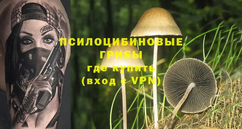 Псилоцибиновые грибы Psilocybe  купить наркотики цена  Белоозёрский 